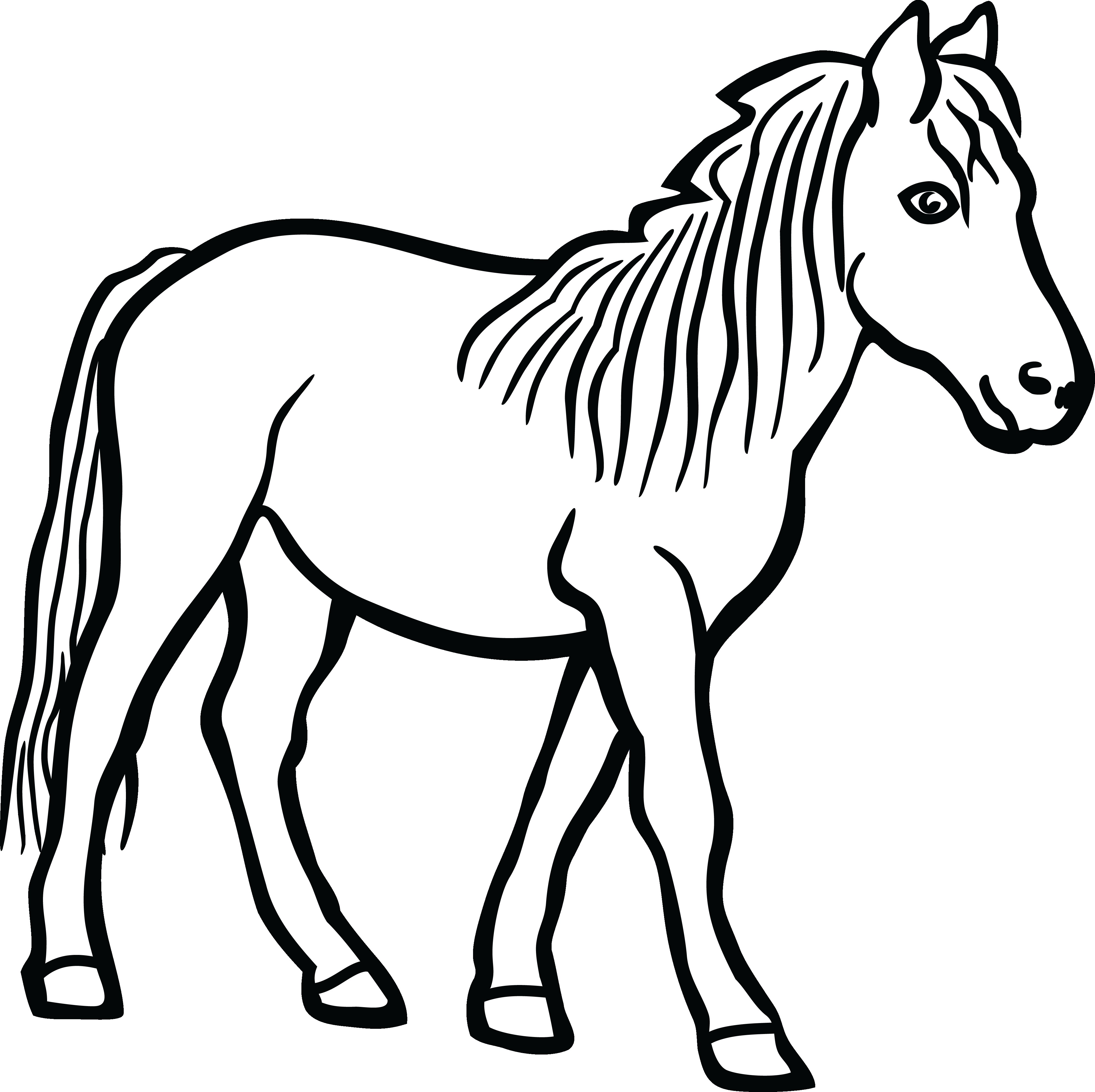 Drawing images horse.
