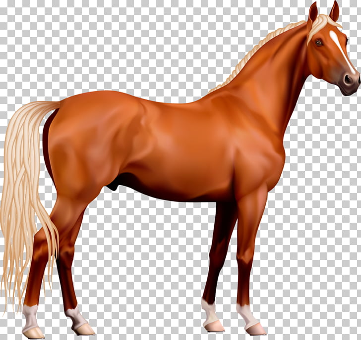 horse clipart realistic
