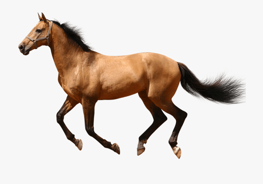 Running horse background.