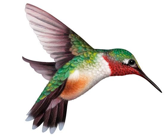 Hummingbird clipart hummingbird clip art clipartix