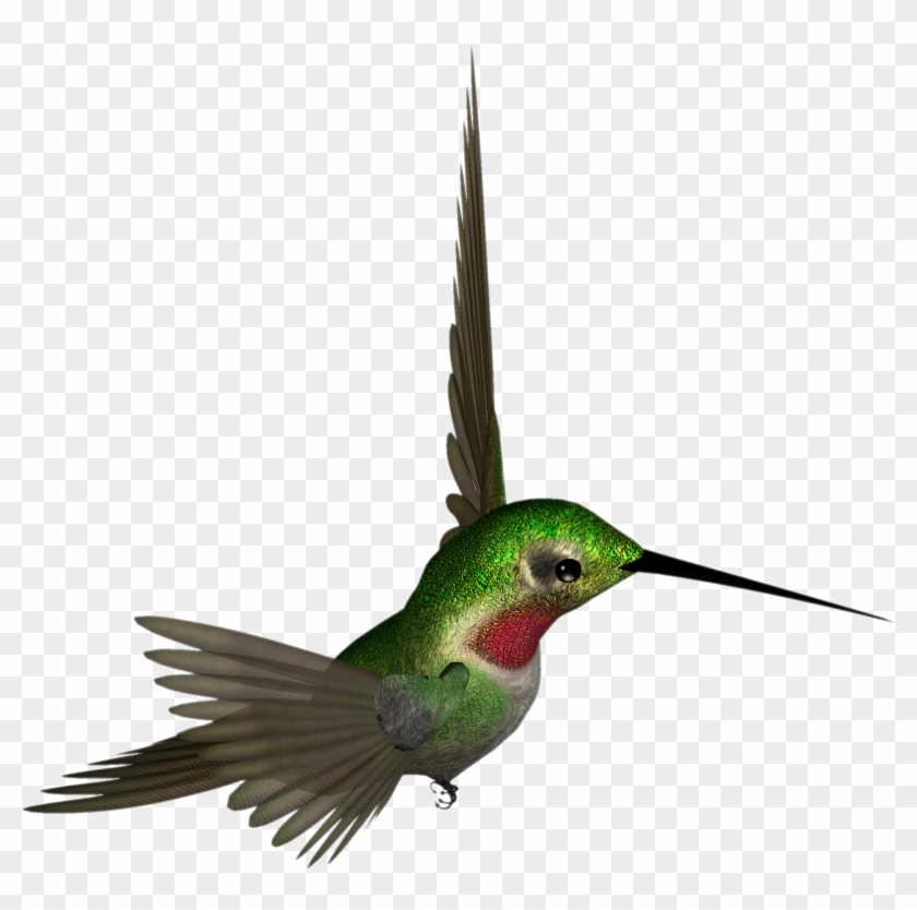 Transparent hummingbird clipart.