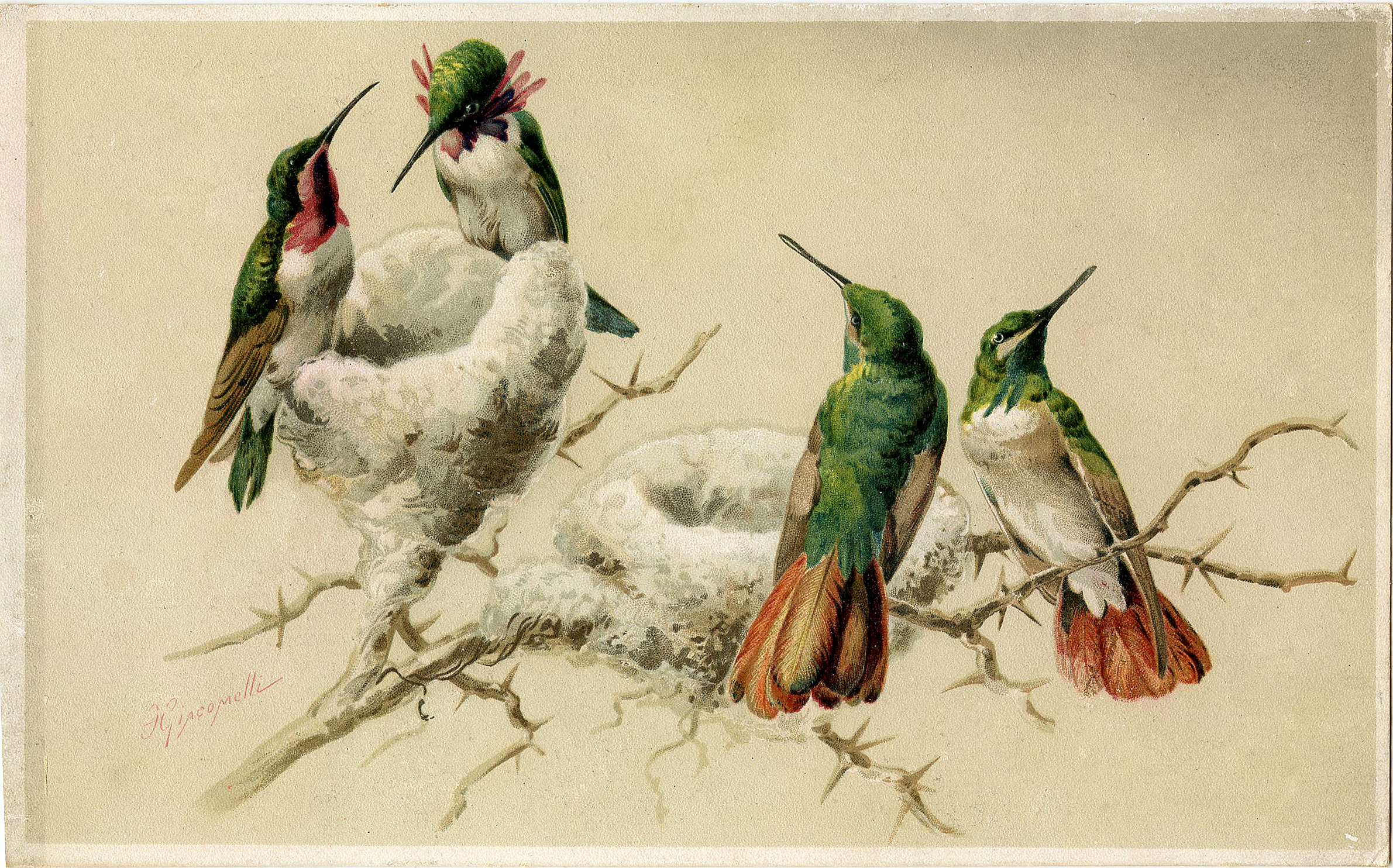 9 Hummingbird Graphics Images