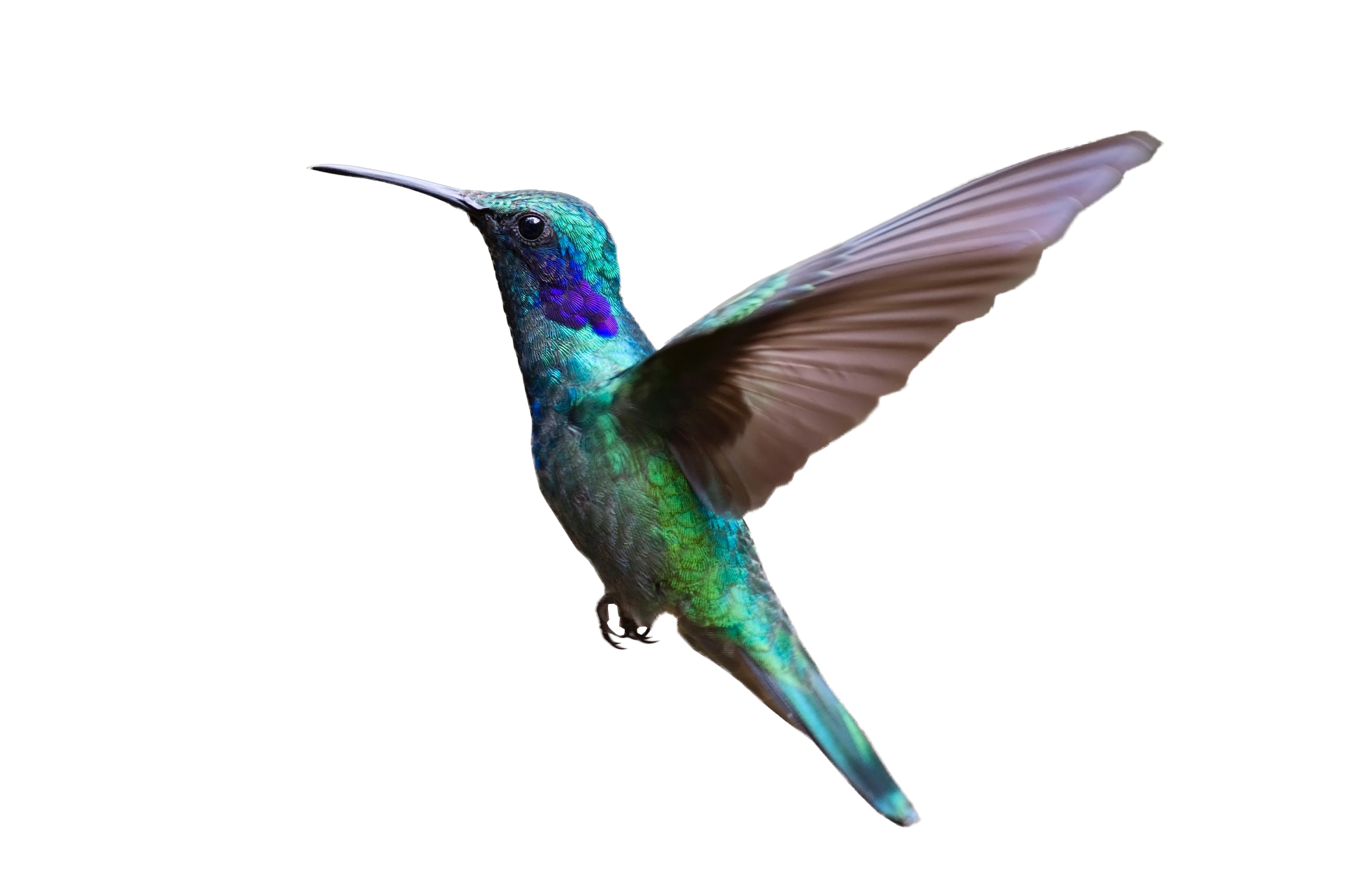 Hummingbird bird flight.