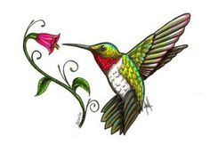 120 best hummingbirds.