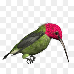 Free download Hummingbird Clip art