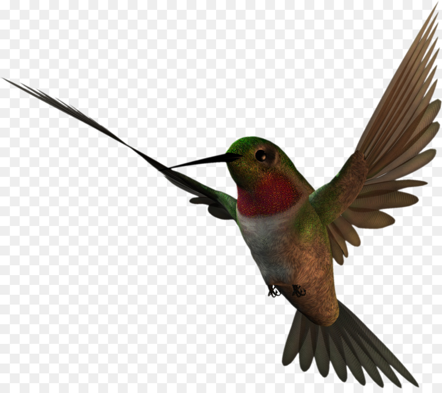 Hummingbird Drawing png download