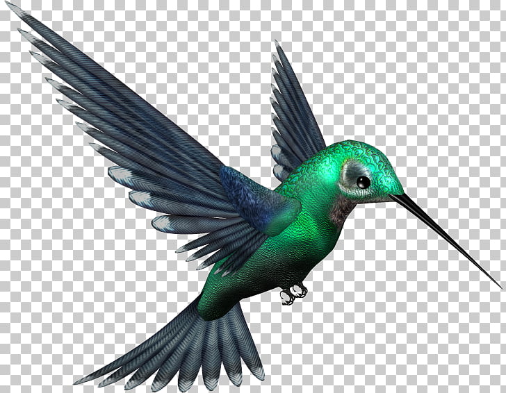Hummingbird hummingbird free.
