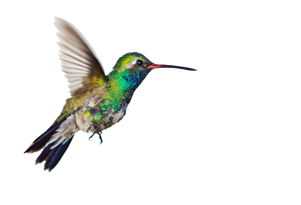 Download hummingbird png.