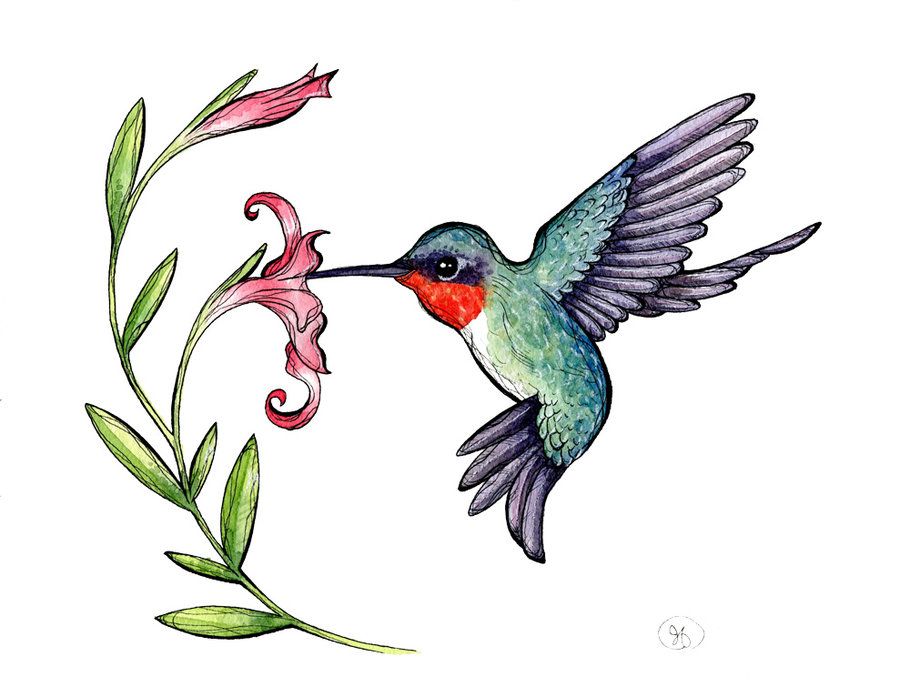 Hummingbird clipart free clipart images image in
