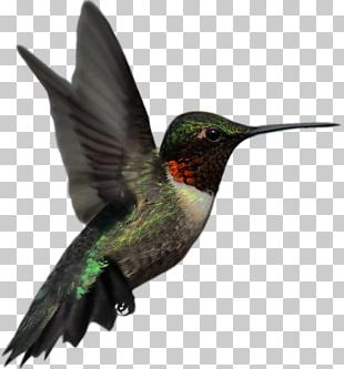 Ruby Throated Hummingbird PNG Images, Ruby Throated