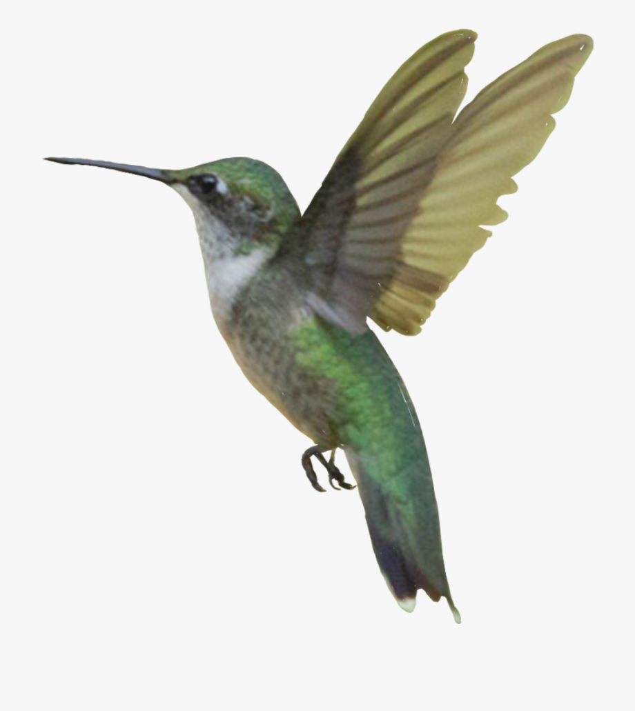 Hummingbird sticker rubythroated.