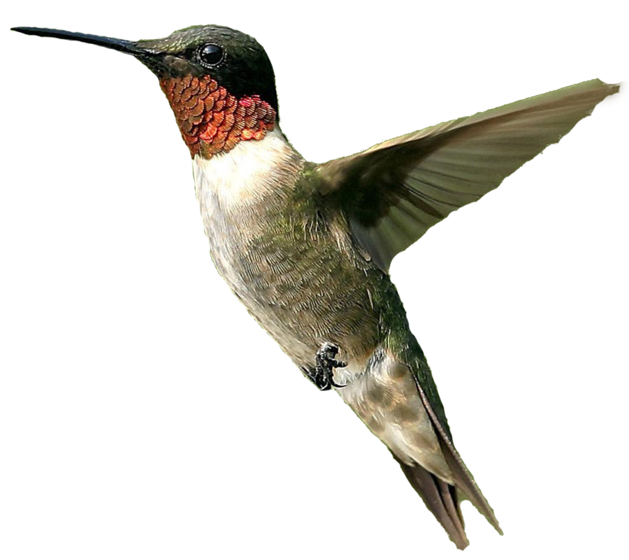 Hummingbird clipart realistic, Hummingbird realistic