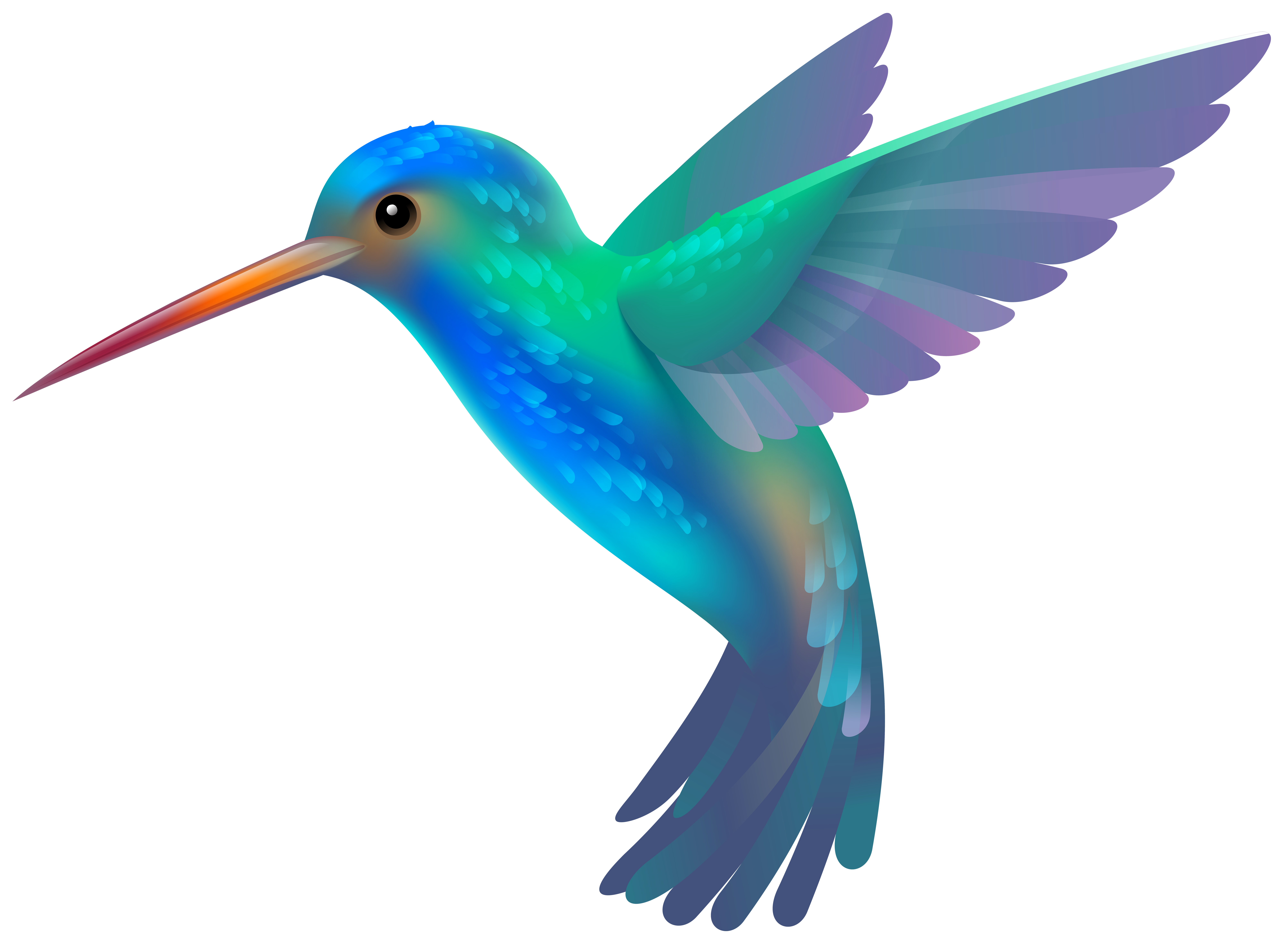 Hummingbird Clip art