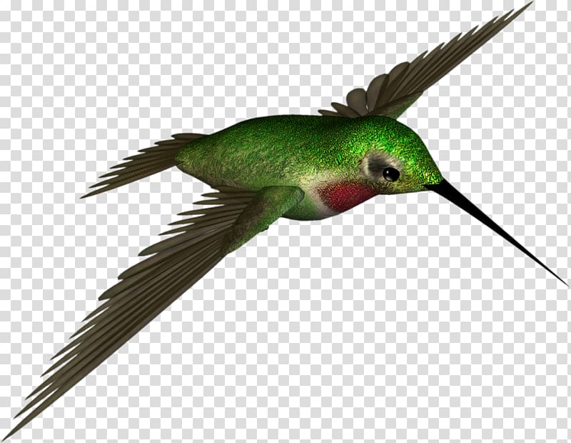 Hummingbird , High Resolution transparent background PNG
