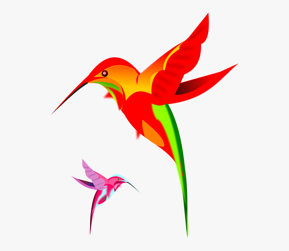 Rufous hummingbird 292439.