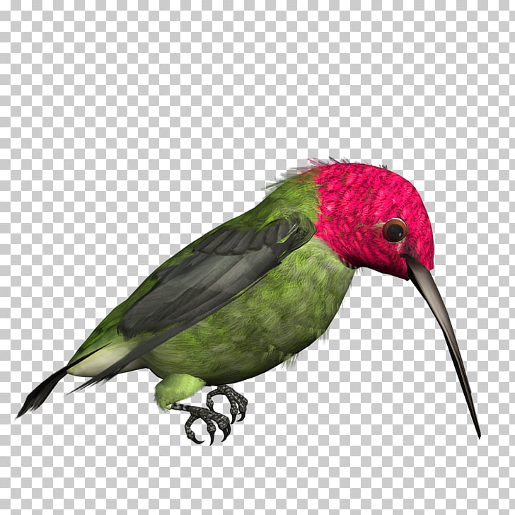 Hummingbird high resolution.