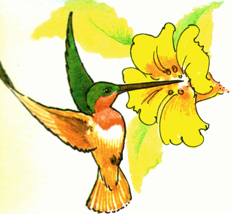 Free hummingbird cliparts.