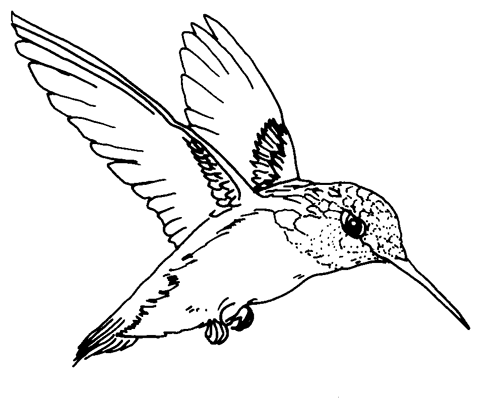 Free Hummingbird Clipart Black And White, Download Free Clip