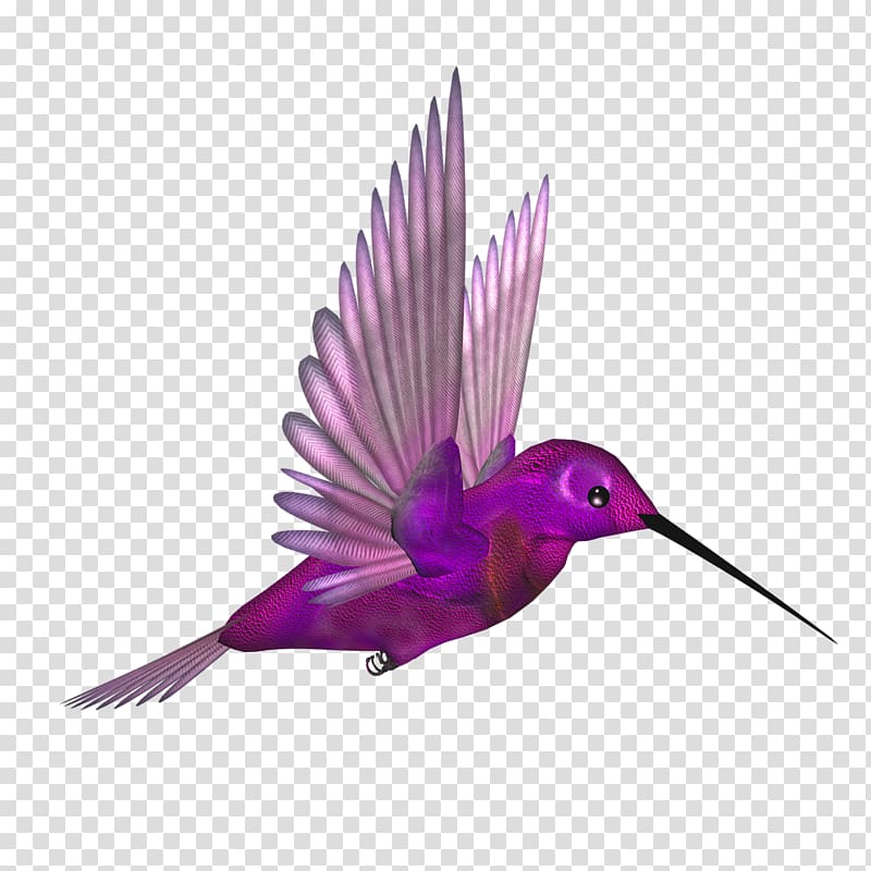 hummingbird clipart pink