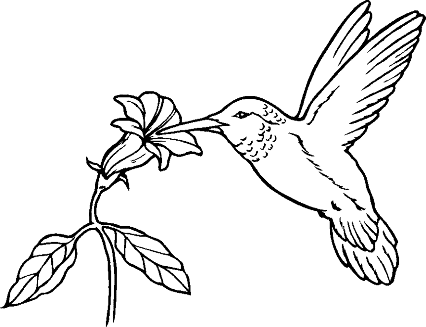 Free Hummingbird Cartoon Images, Download Free Clip Art