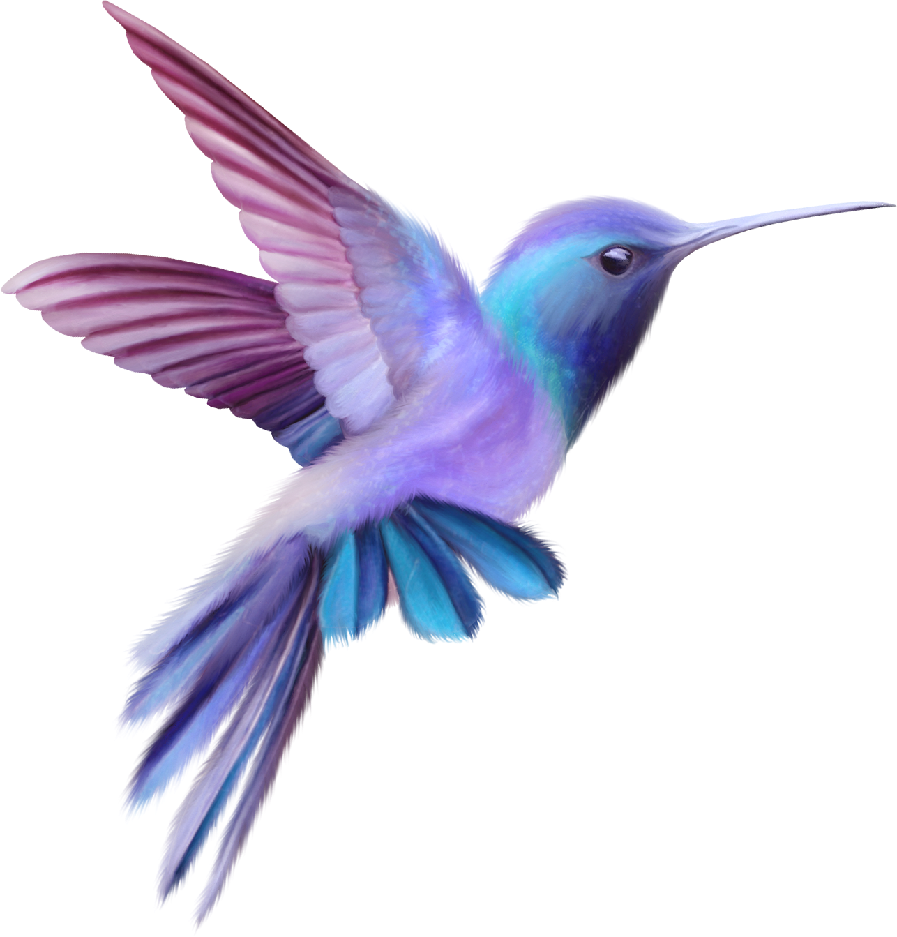 Hummingbird Clipart Printable Pictures On Cliparts Pub 2020 