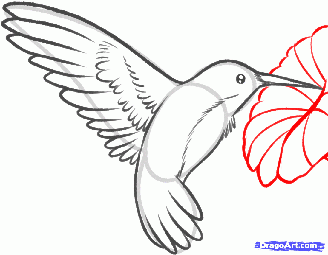 How to Draw a Hummingbird and Flower, Step by Step, Birds
