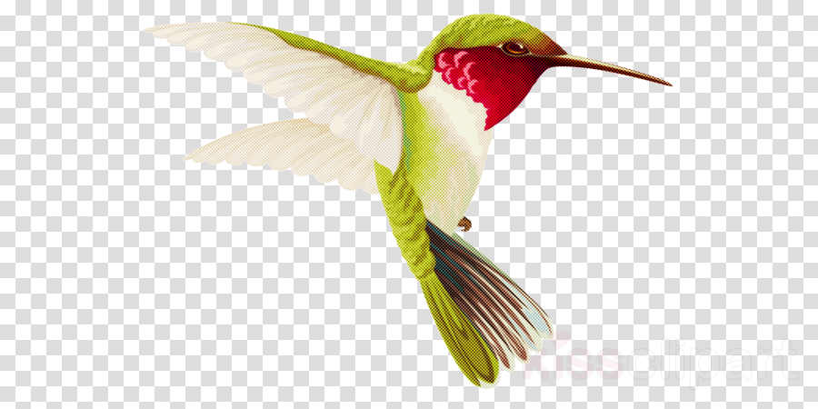 Hummingbird clipart hummingbird.
