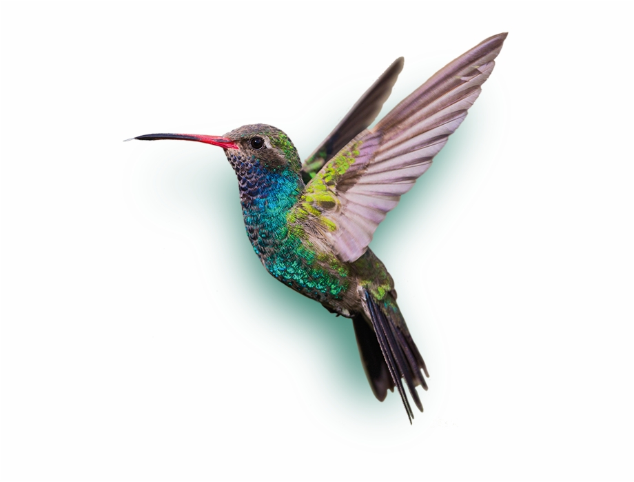 Hummingbird Png Download Png Image With Transparent