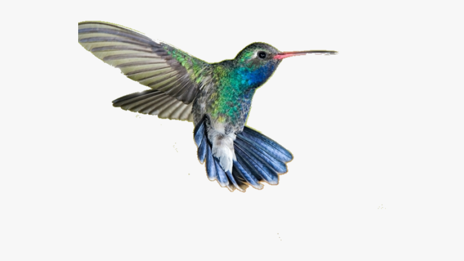 Hummingbird Clipart Transparent Background