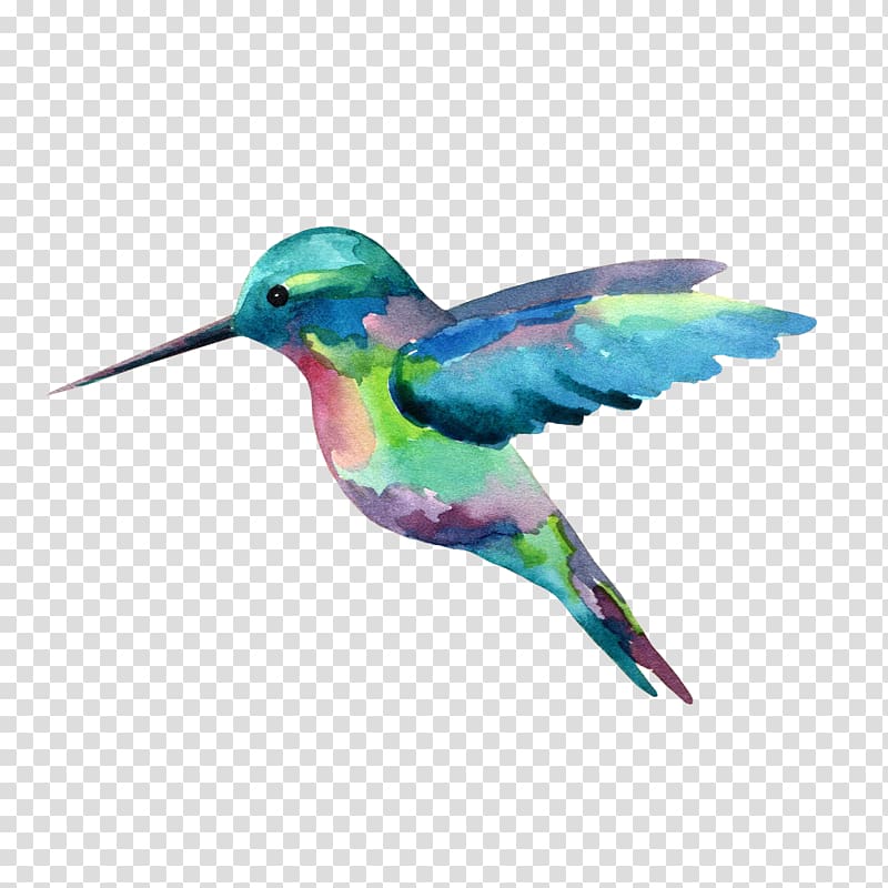 hummingbird clipart transparent background
