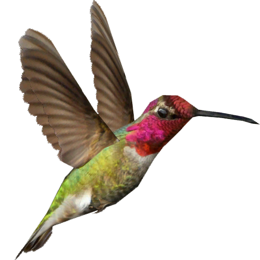 Hummingbird transparent free.