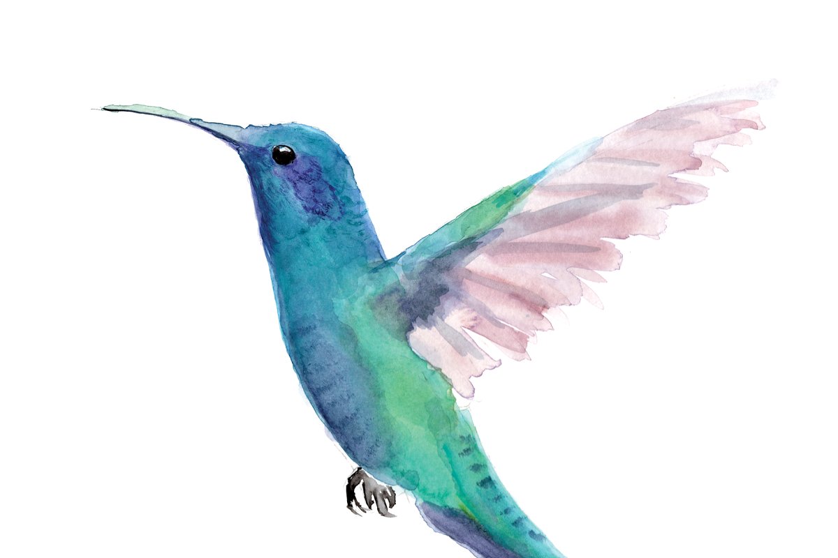 Hummingbird Watercolor Clipart