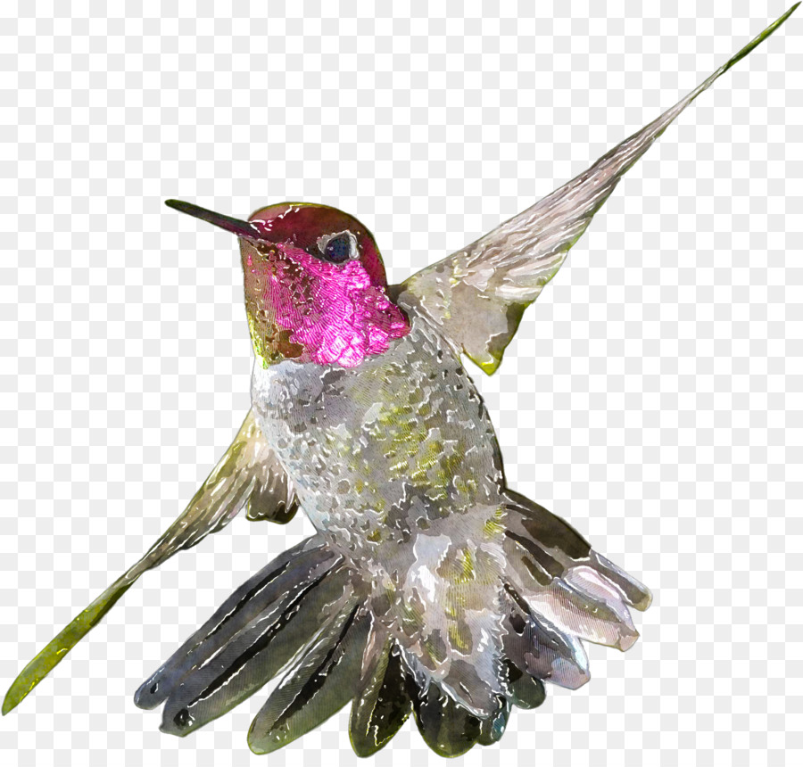 Hummingbird drawing.