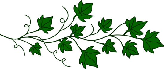 Vine ivy leaves.