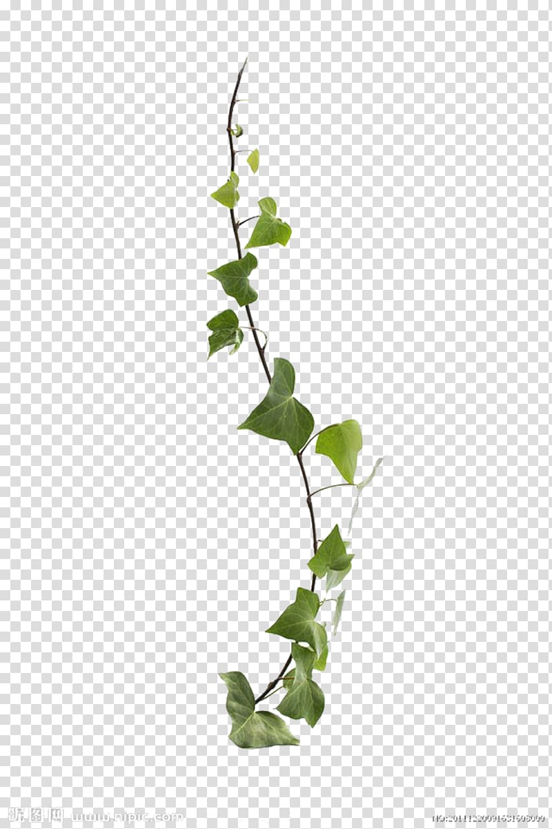 Common ivy virginia.