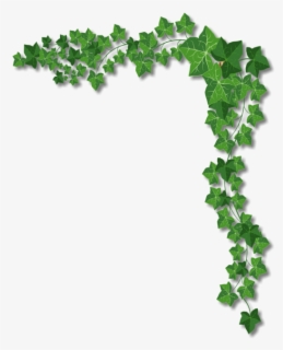 Free Ivy Clip Art with No Background