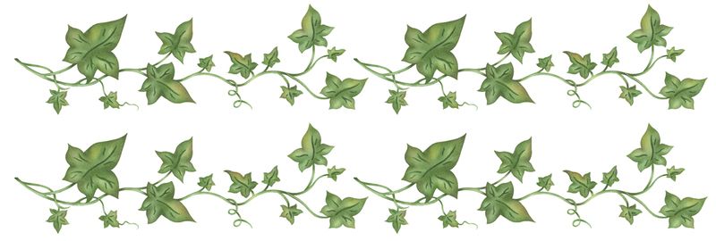 Ivy drawing