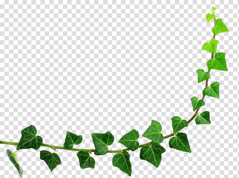 Green evils ivy.