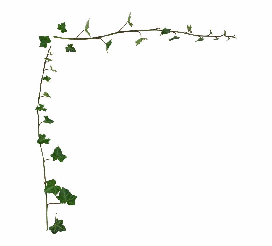 Ivy vine border.