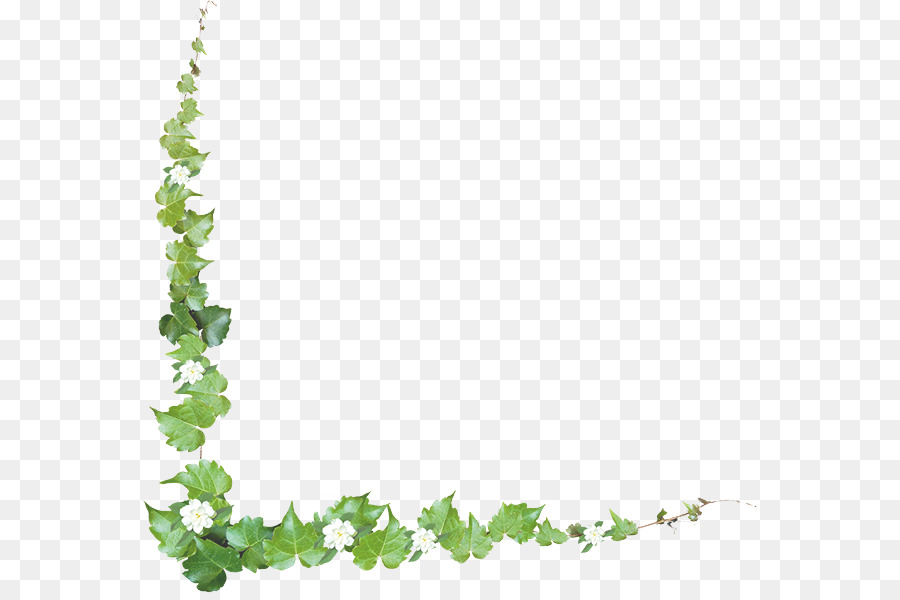 Common ivy vine.