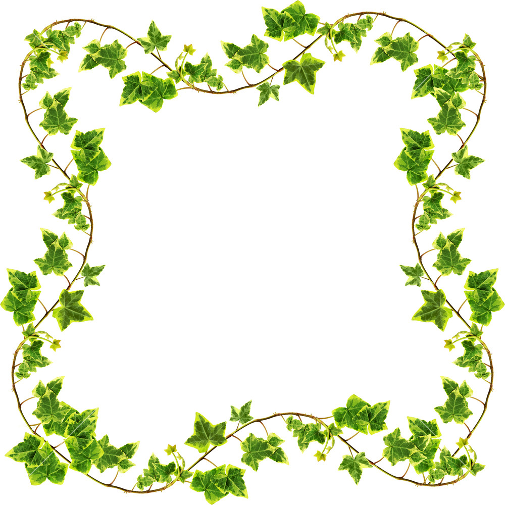 Ivy Border Clipart White Background and other clipart images on ...
