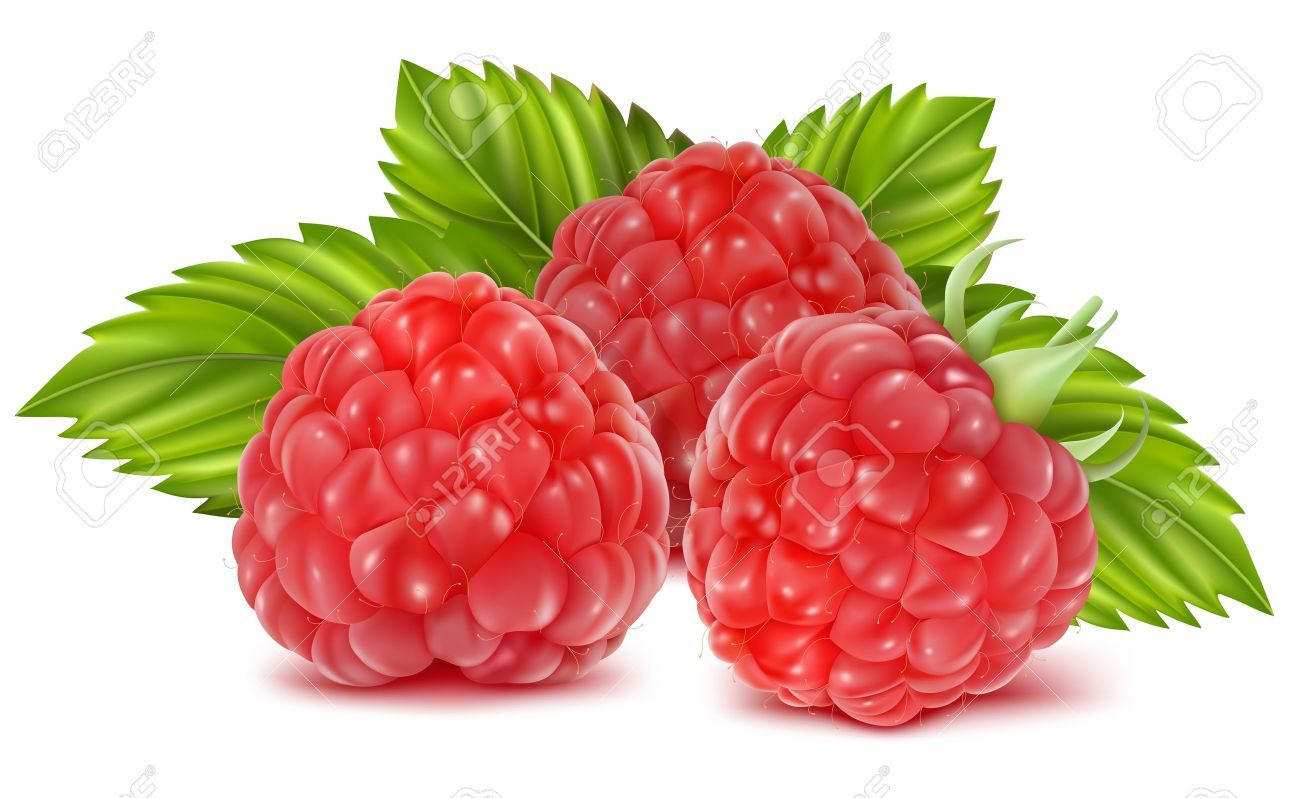 Vector illustration of ripe raspberries