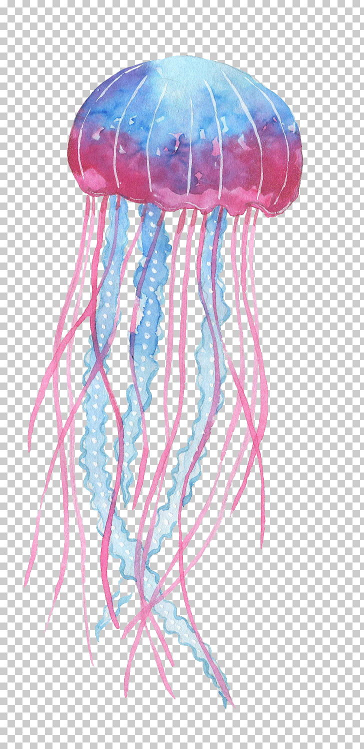 Box jellyfish invertebrate.