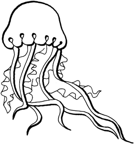 Jellyfish coloring page.