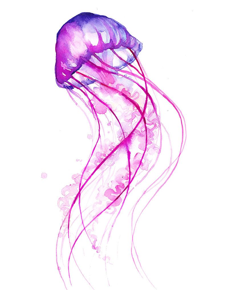 Moon jellyfish watercolour