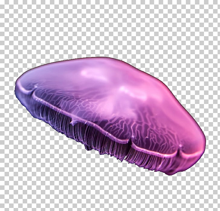 Jellyfish Aurelia aurita Purple, Dream purple moon jellyfish