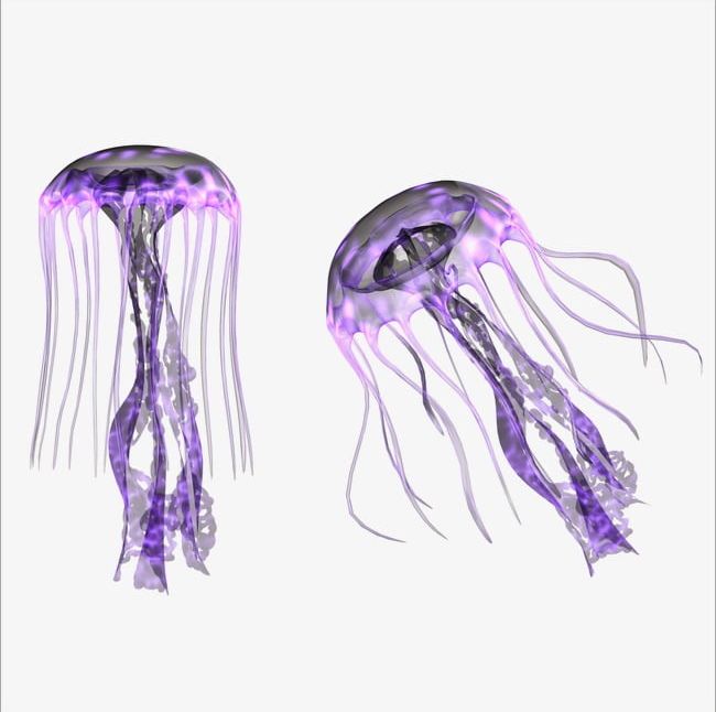 Jellyfish png clipart.