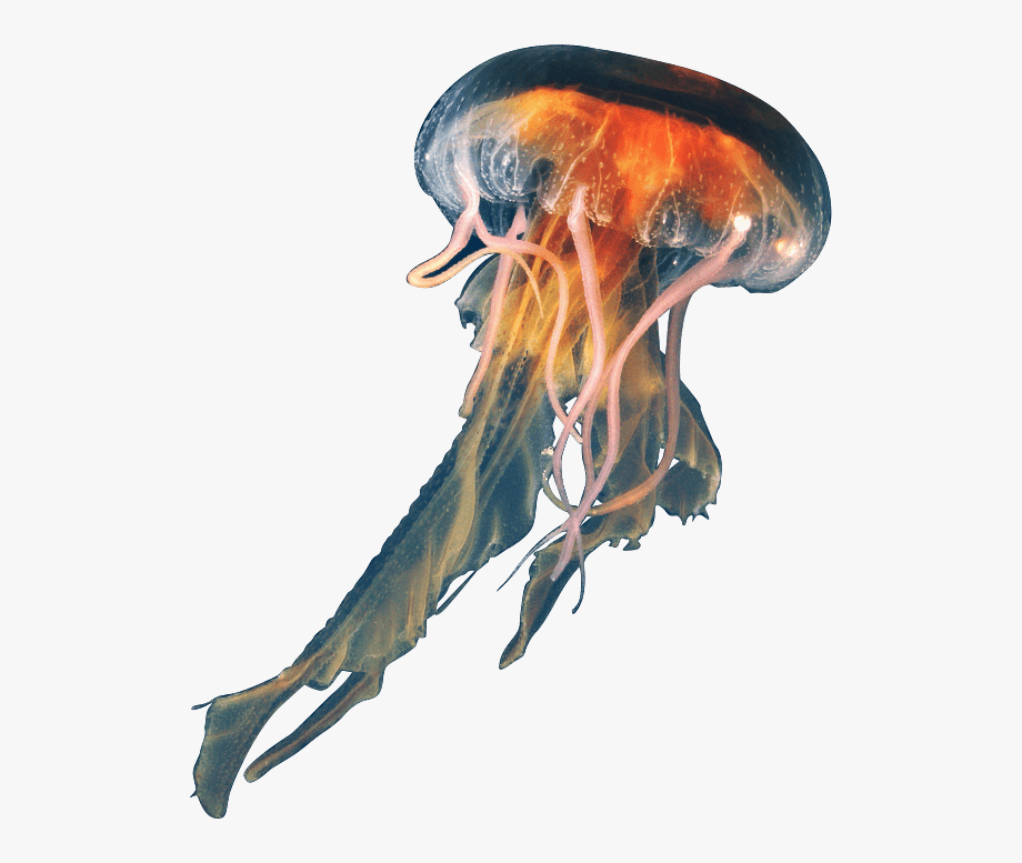 Jellyfish png real.