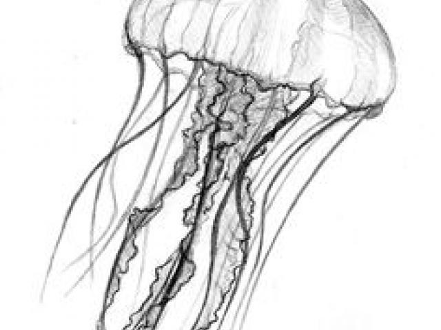 jellyfish clipart realistic
