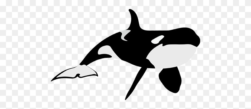 Orca whale orca.